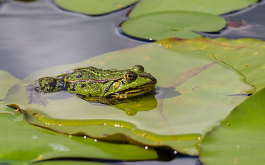 Image showing Common Frog (Rana temporaria) 