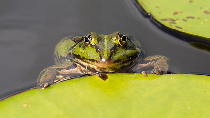 Image showing Common Frog (Rana temporaria) 