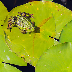 Image showing Common Frog (Rana temporaria) 