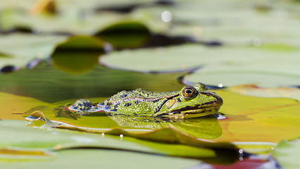 Image showing Common Frog (Rana temporaria) 