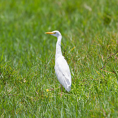 Image showing Great Egret (Ardea alba modesta)