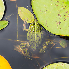 Image showing Common Frog (Rana temporaria) 