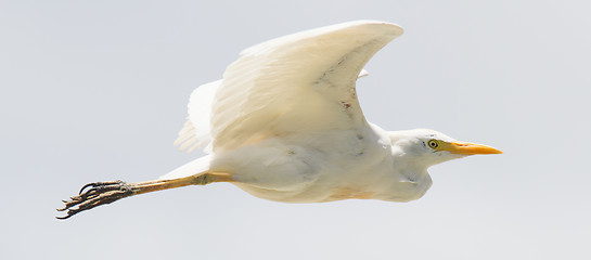 Image showing Great Egret (Ardea alba modesta)