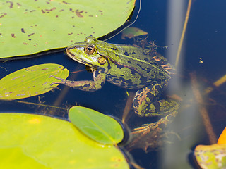 Image showing Common Frog (Rana temporaria) 