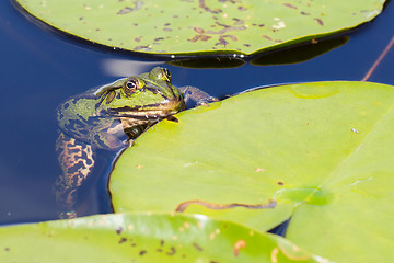 Image showing Common Frog (Rana temporaria) 