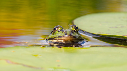 Image showing Common Frog (Rana temporaria) 