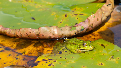 Image showing Common Frog (Rana temporaria) 