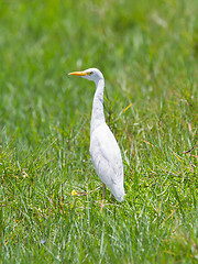 Image showing Great Egret (Ardea alba modesta)