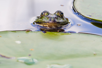 Image showing Common Frog (Rana temporaria) 