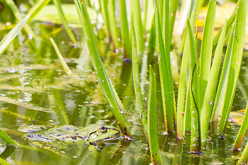 Image showing Common Frog (Rana temporaria) 