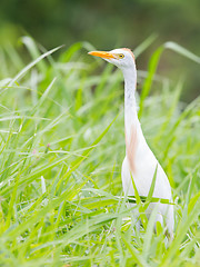 Image showing Cattle egret (Bubulcus ibis)