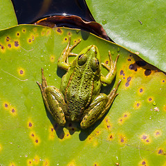Image showing Common Frog (Rana temporaria) 
