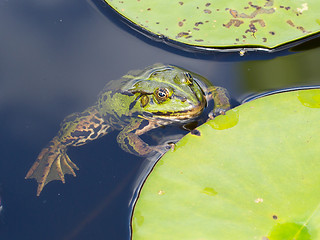 Image showing Common Frog (Rana temporaria) 