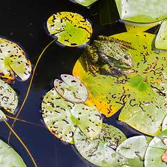 Image showing Common Frog (Rana temporaria) 