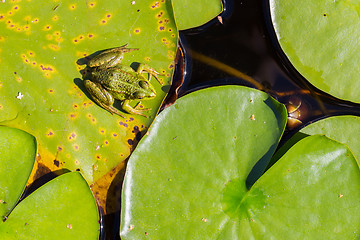 Image showing Common Frog (Rana temporaria) 