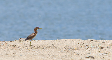 Image showing Green heron looks for a meal