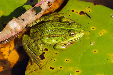 Image showing Common Frog (Rana temporaria) 