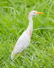 Image showing Cattle egret (Bubulcus ibis)