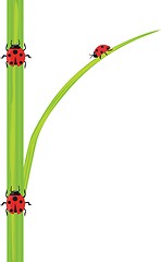 Image showing Ladybird on the green grass.