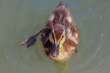 Image showing Duckling at sea