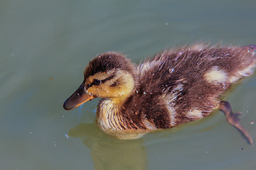 Image showing Duckling at sea