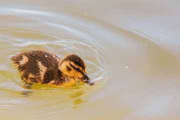 Image showing Duckling at sea