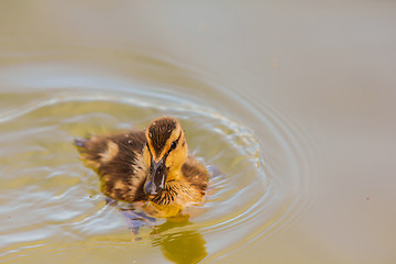 Image showing Duckling at sea