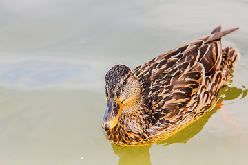 Image showing Female mallard