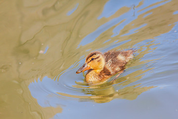 Image showing Duckling at sea