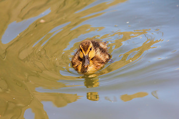 Image showing Duckling at sea