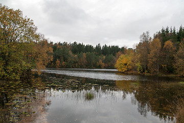 Image showing Autumn in the forest