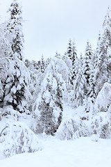 Image showing Winter in Norway