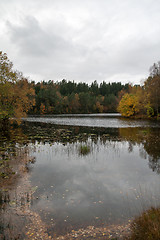 Image showing Autumn in the forest