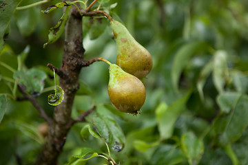 Image showing Orchard