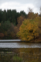 Image showing Autumn in the forest