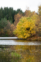 Image showing Autumn in the forest