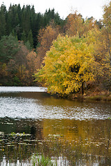 Image showing Autumn in the forest