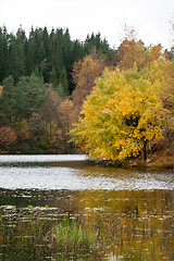 Image showing Autumn in the forest