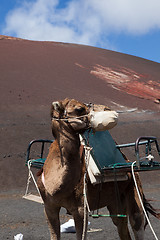 Image showing Some place in Lanzarote