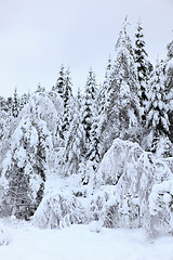 Image showing Winter in Norway