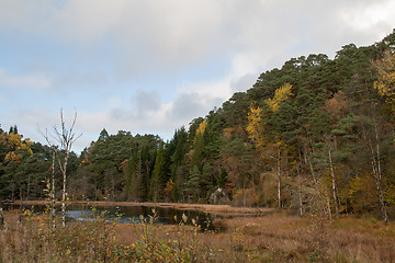 Image showing Autumn in the forest