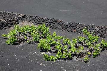 Image showing Some place in Lanzarote