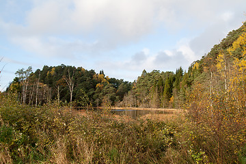 Image showing Autumn in the forest