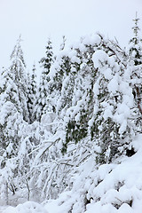 Image showing Winter in Norway