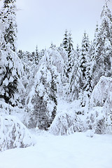 Image showing Winter in Norway