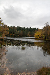 Image showing Autumn in the forest