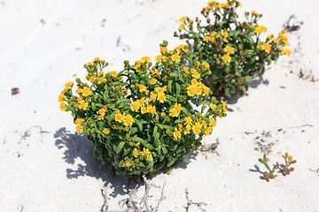 Image showing Flowers in white sand