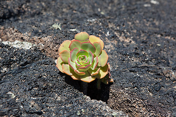 Image showing Some place in Lanzarote