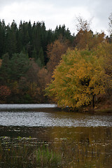 Image showing Autumn in the forest