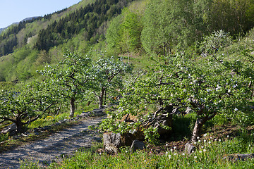 Image showing Norwegian landscape